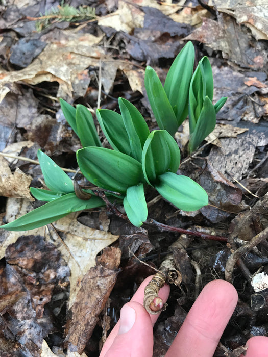 Wild Leeks