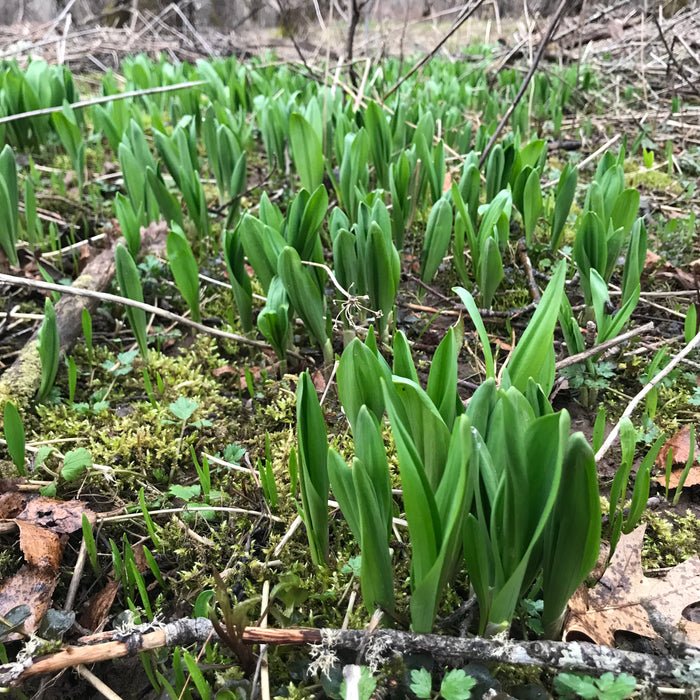 Wild Leeks