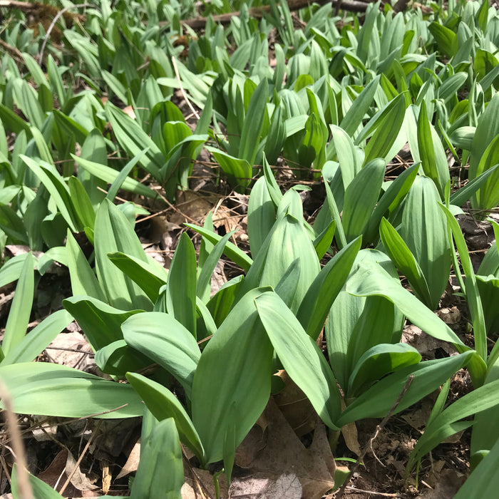 Wild Leeks