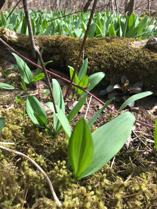 Wild Leeks