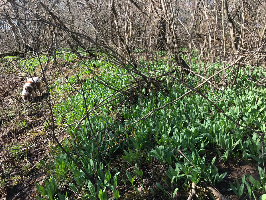 Wild Leeks