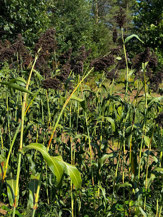 Idaho Amber Sorghum