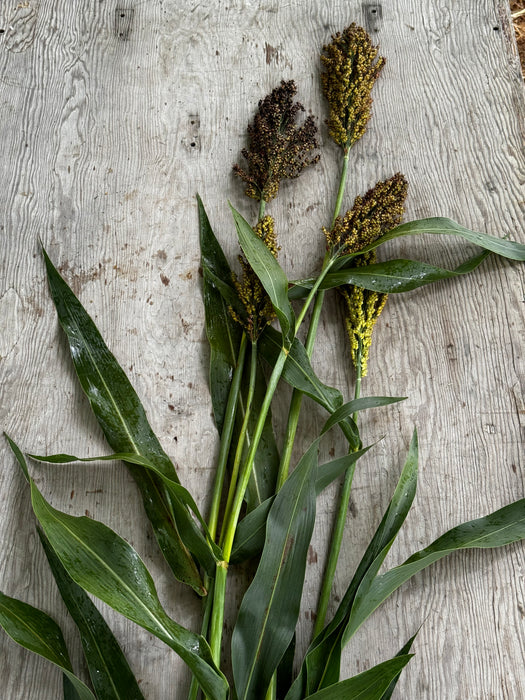 Idaho Amber Sorghum