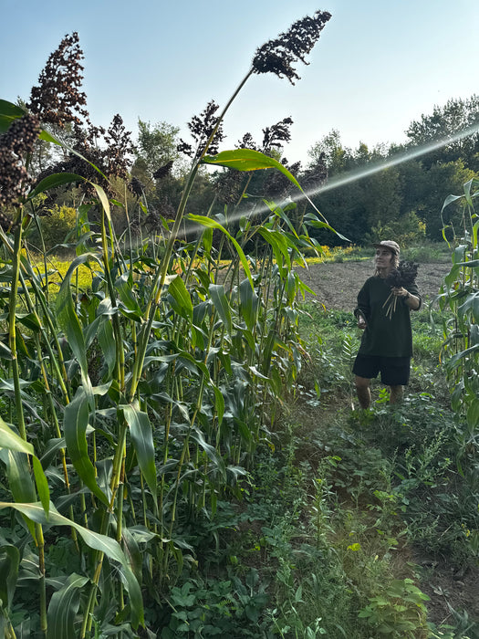 Idaho Amber Sorghum