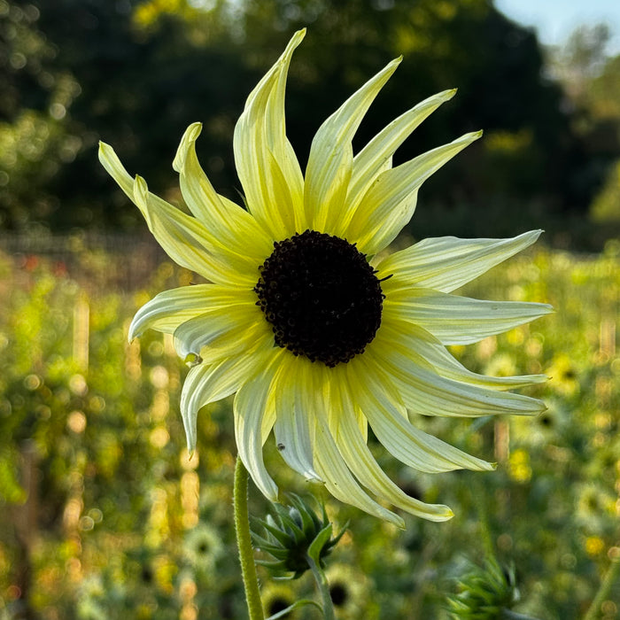 Italian White Sunflower