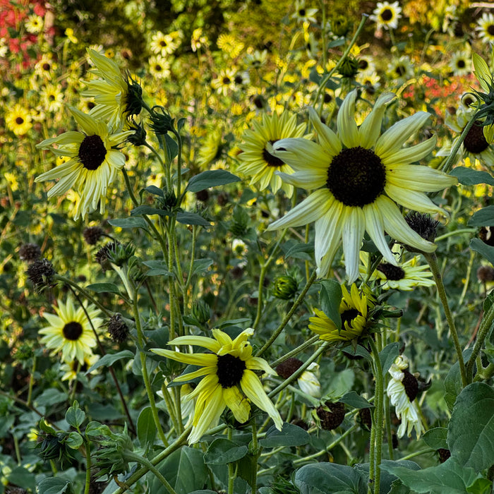 Italian White Sunflower