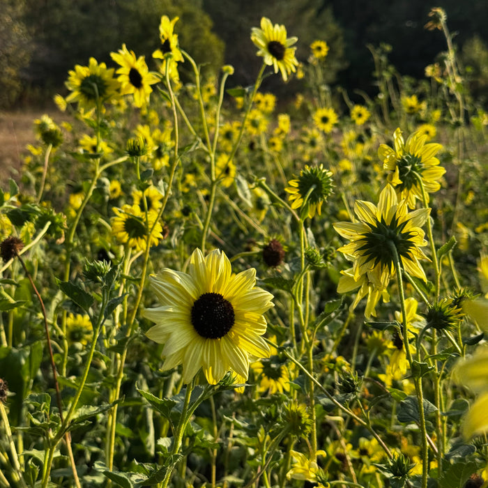 Italian White Sunflower