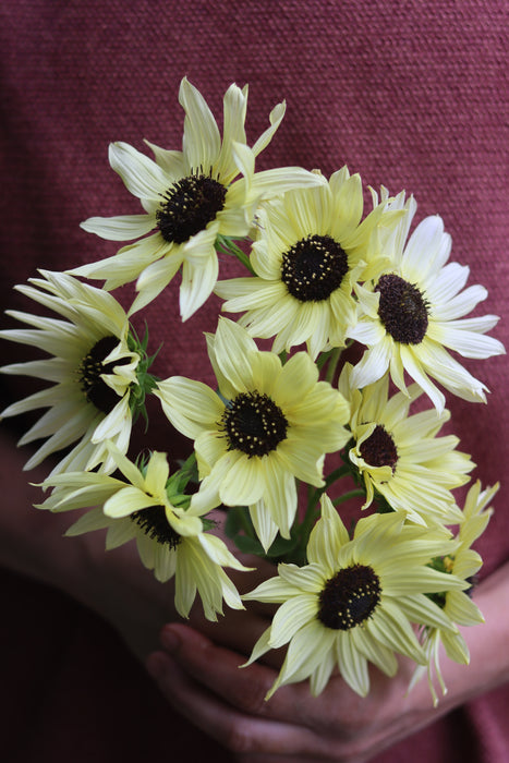 Italian White Sunflower