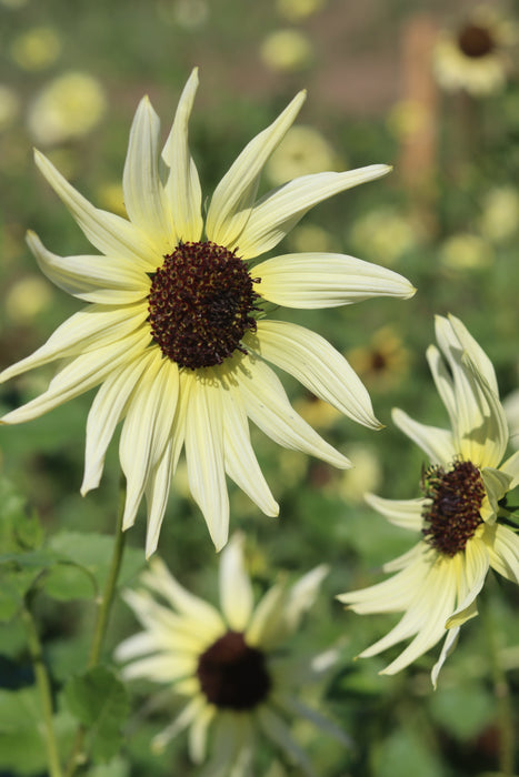 Italian White Sunflower