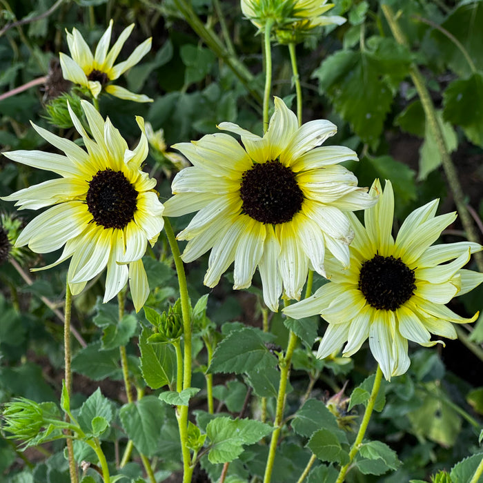 Italian White Sunflower