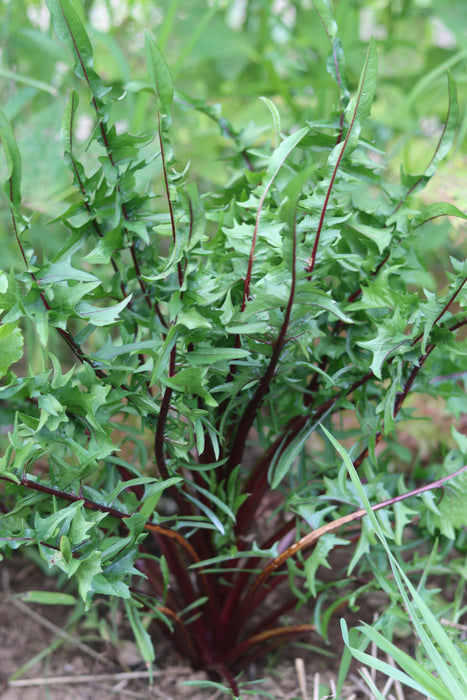 Italiko Rosso Chicory