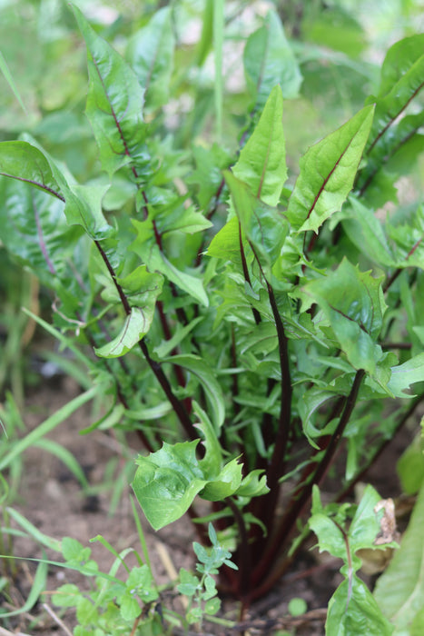 Italiko Rosso Chicory