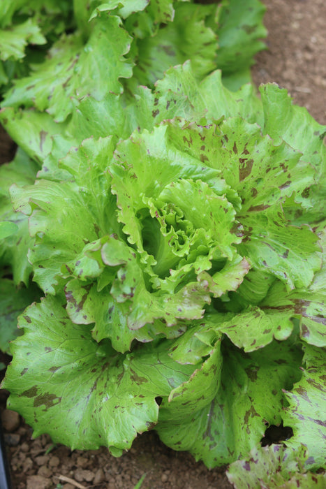 Jester Lettuce