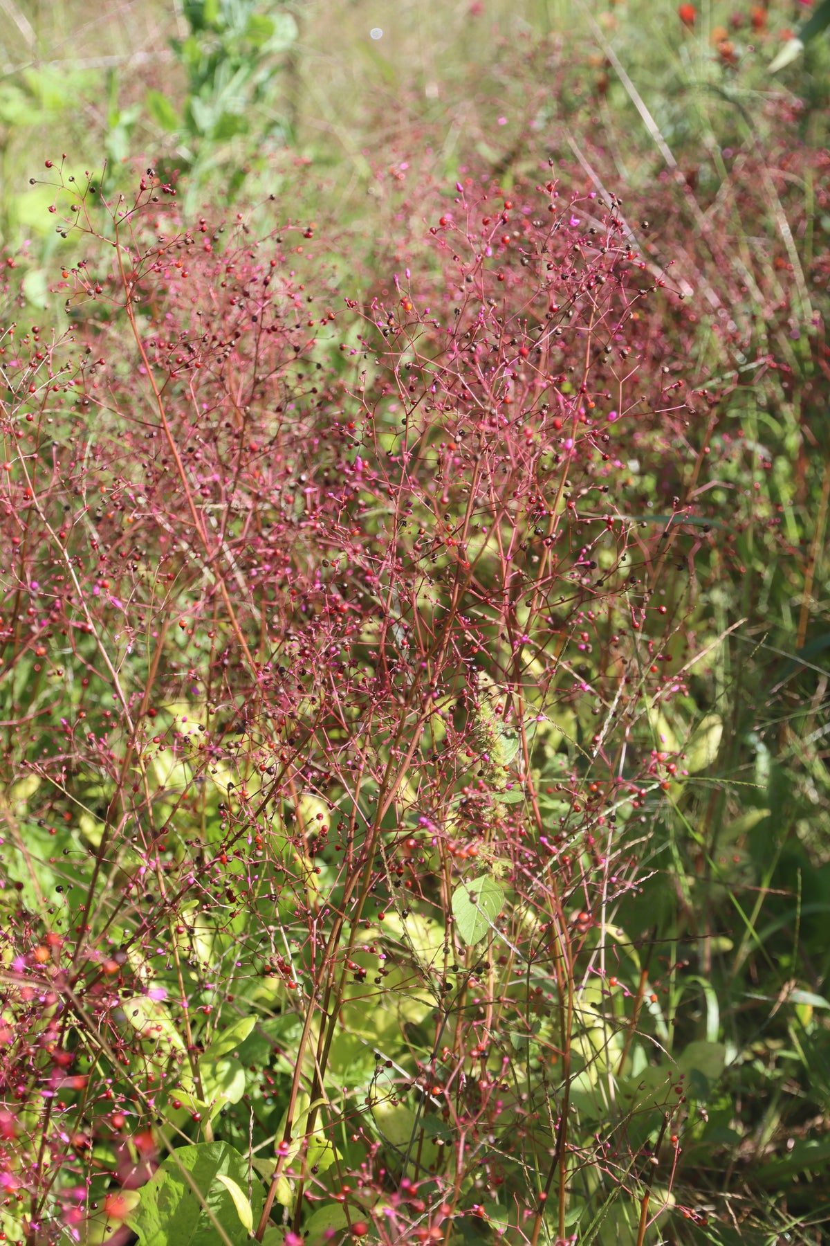 Jewels of Opar — Annapolis Seeds