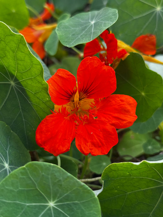 Kaleidoscope Mix Nasturtium