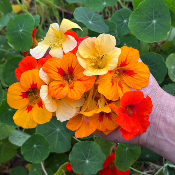 Kaleidoscope Mix Nasturtium