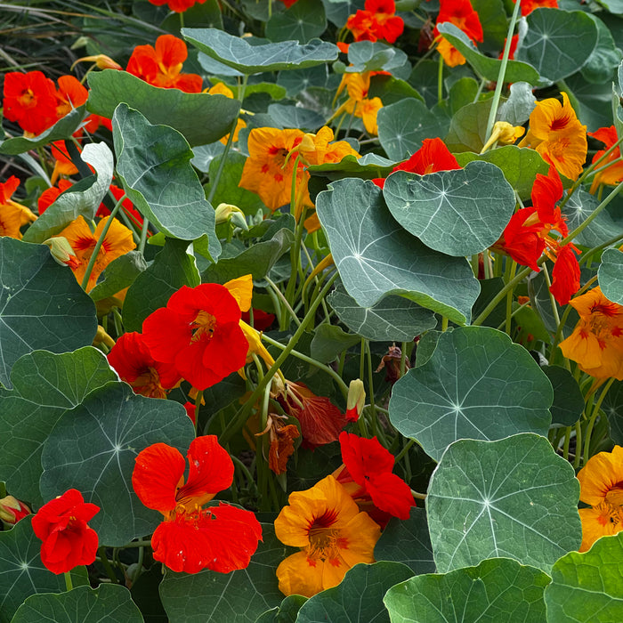 Kaleidoscope Mix Nasturtium
