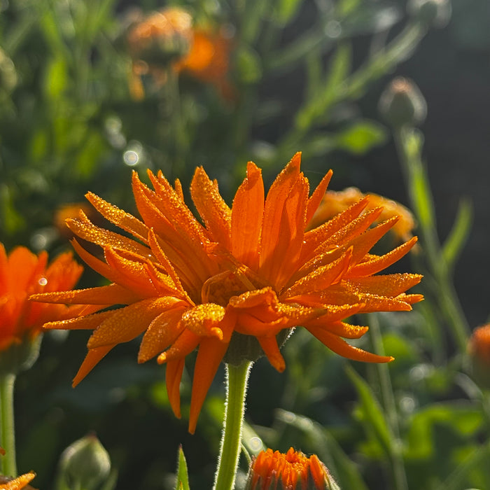 Kay's Orange Calendula