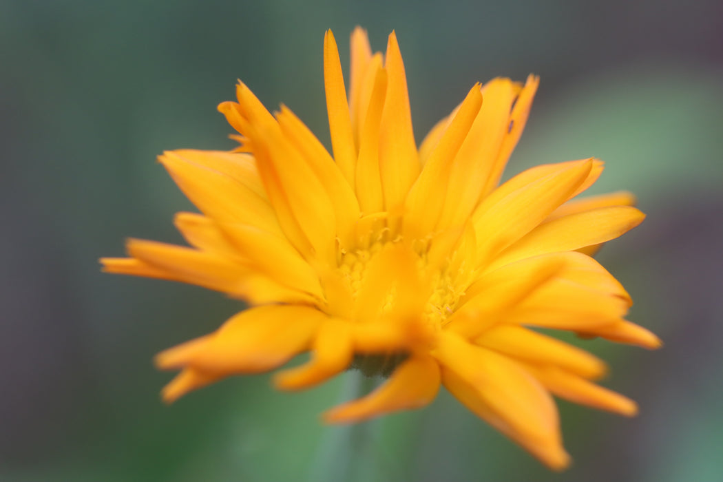 Kay's Orange Calendula