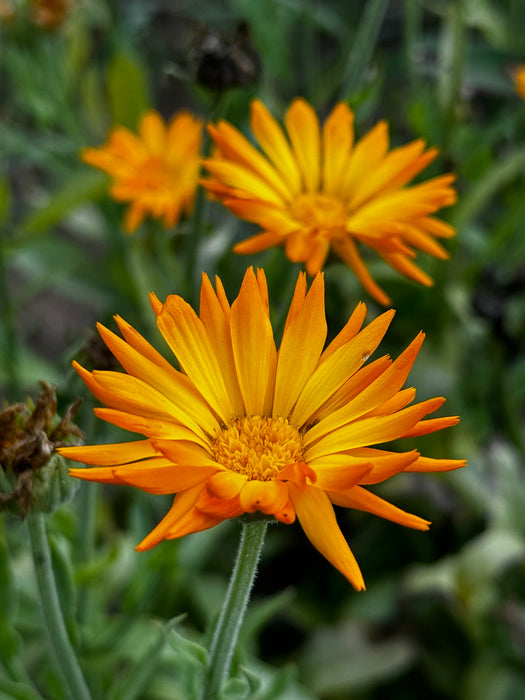 Kay's Orange Calendula