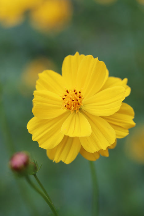 Kenikir Cosmos