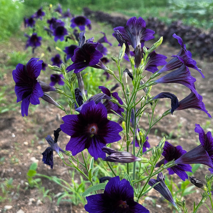 Kew Blue Salpiglossis