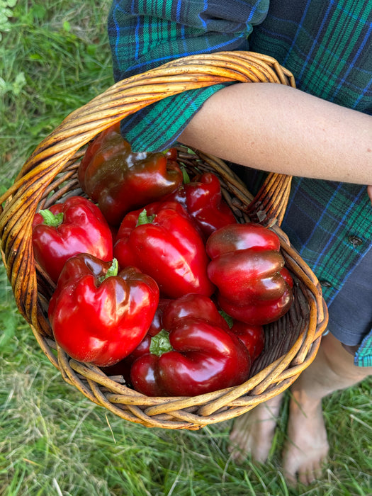 King of the North Pepper