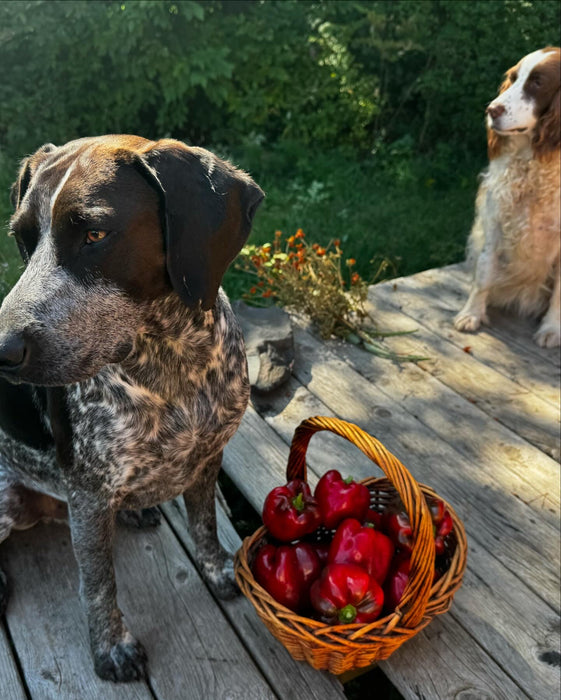 King of the North Pepper