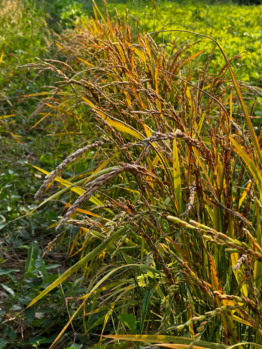 Kon Suito Upland Rice