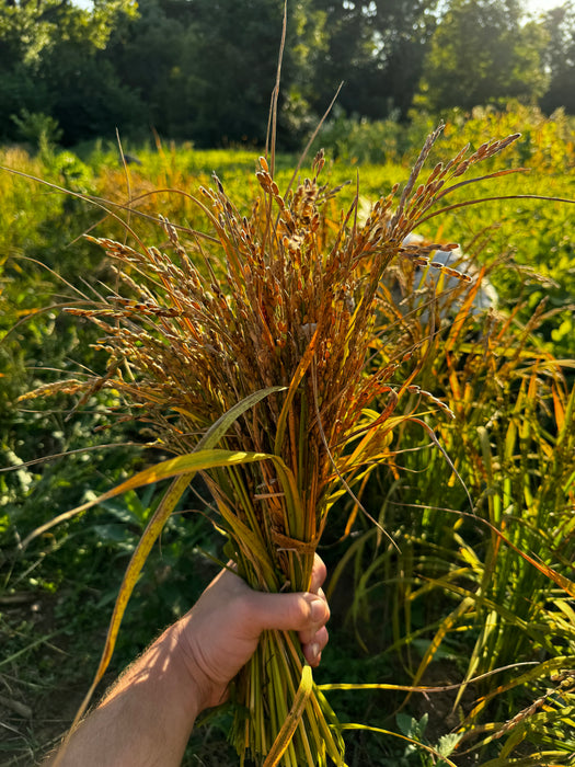 Kon Suito Upland Rice