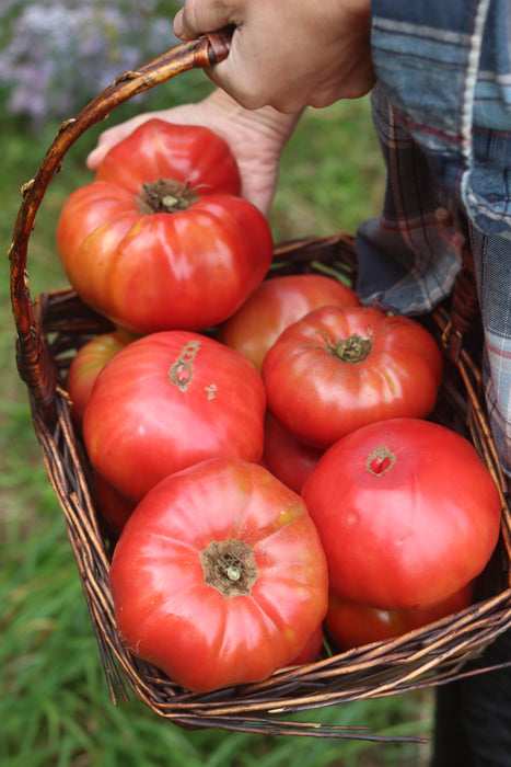 Krumovgrad Beefsteak Tomato  
