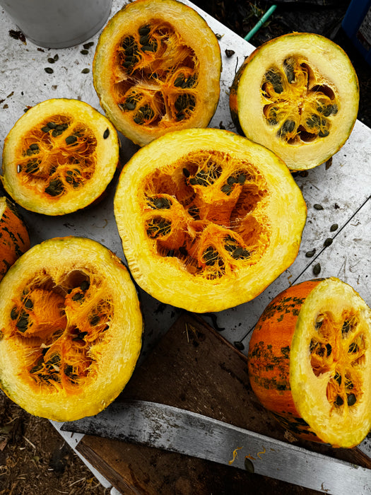 Lady Godiva Hulless Pumpkin