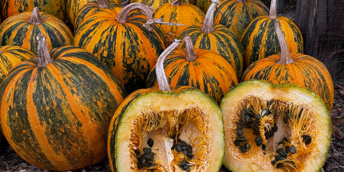 Lady Godiva Hulless Seeded Pumpkin — Annapolis Seeds