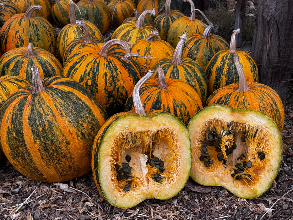 Lady Godiva Hulless Pumpkin