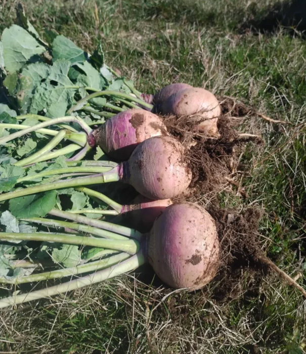 Laurentian Rutabaga