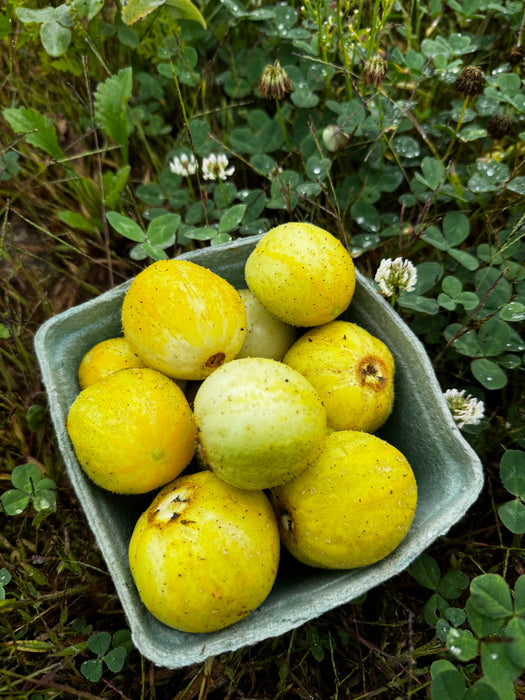 Lemon Cucumber