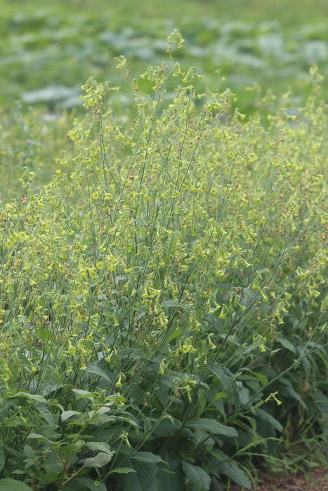 Lemon Tree Nicotiana