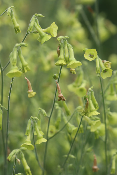 Lemon Tree Nicotiana