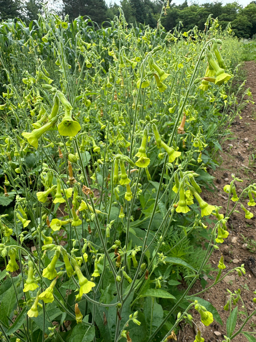 Lemon Tree Nicotiana