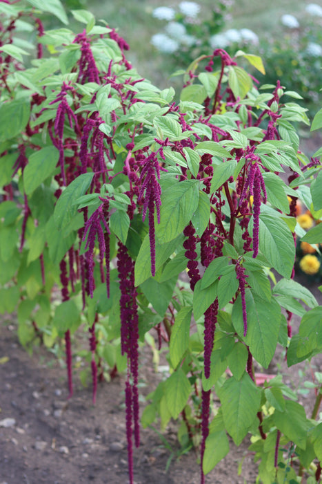 Love Lies Bleeding Amaranth