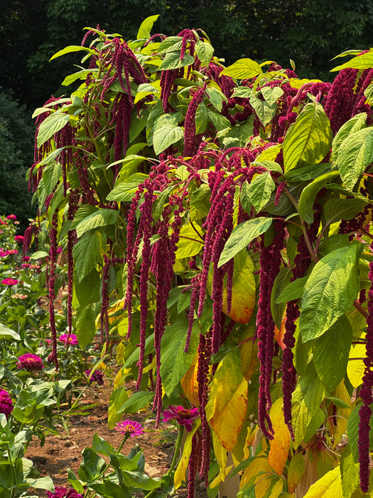 Love Lies Bleeding Amaranth