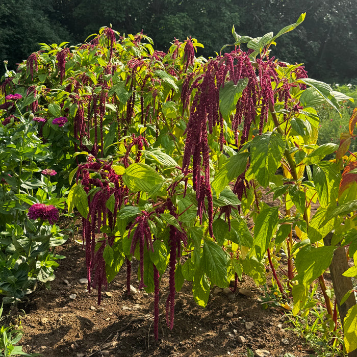 Love Lies Bleeding Amaranth