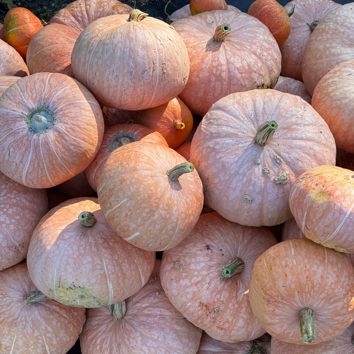 Lower Salmon River Squash