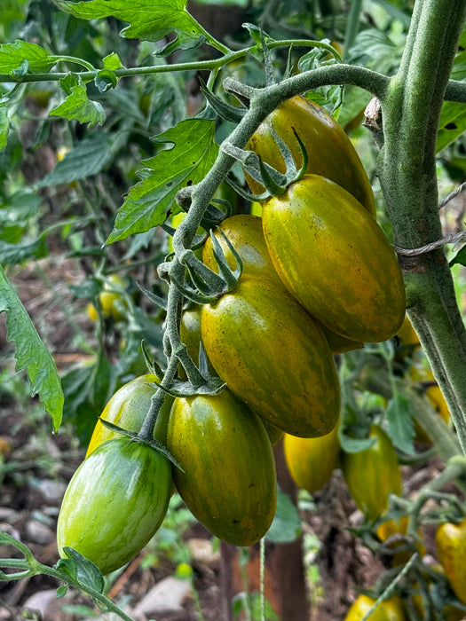 Lucky Tiger Tomato