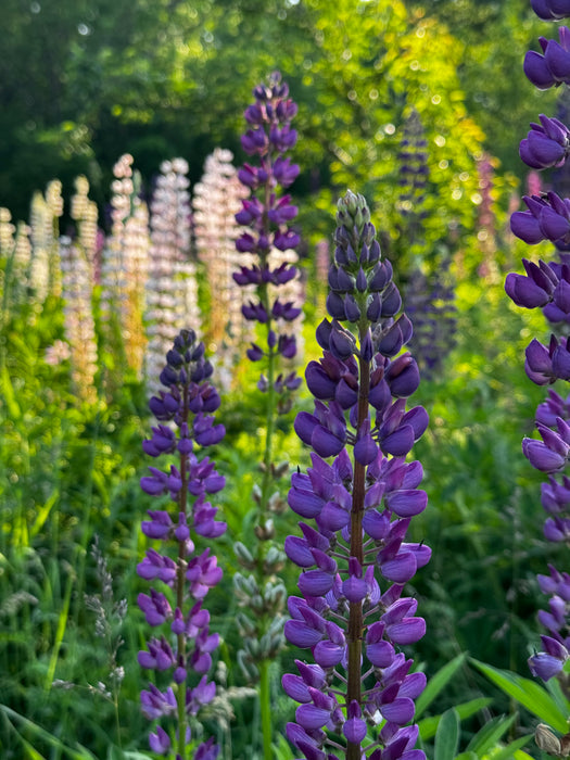 Wild Lupins