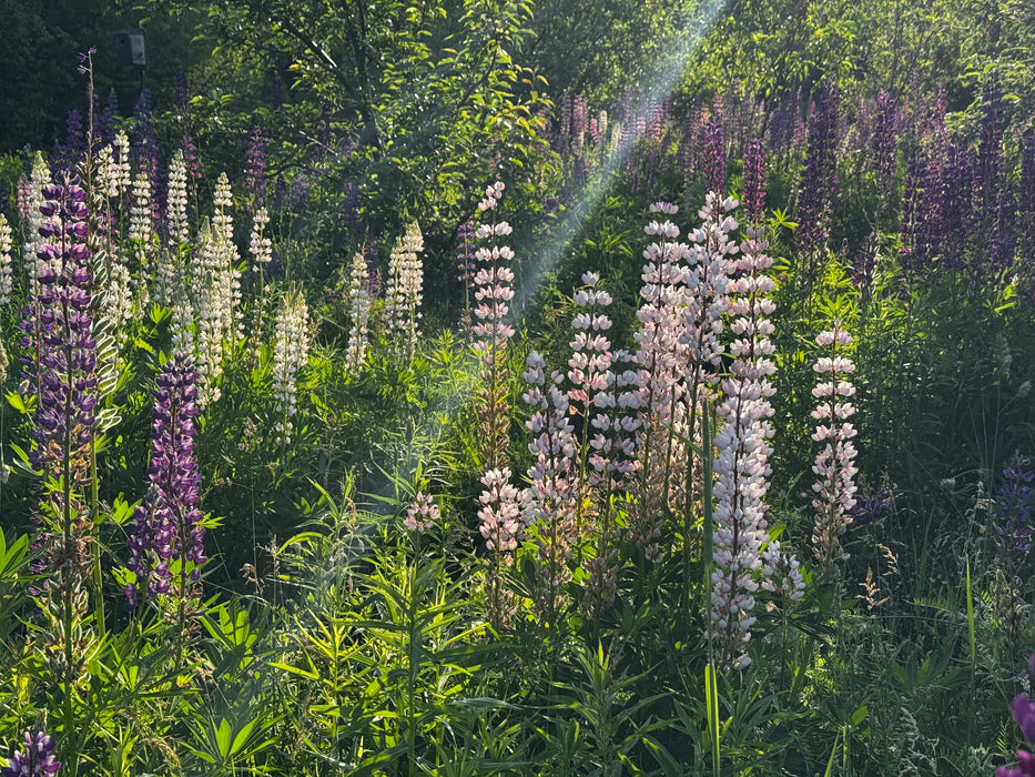 Wild Lupins