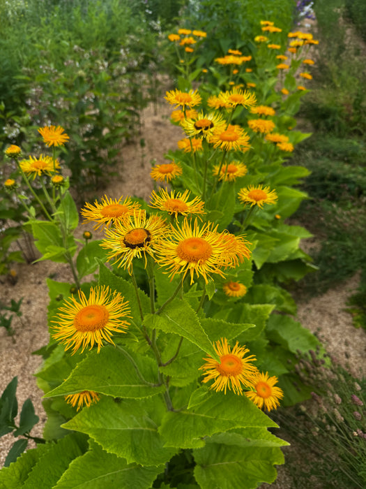 Magnificent Elecampane