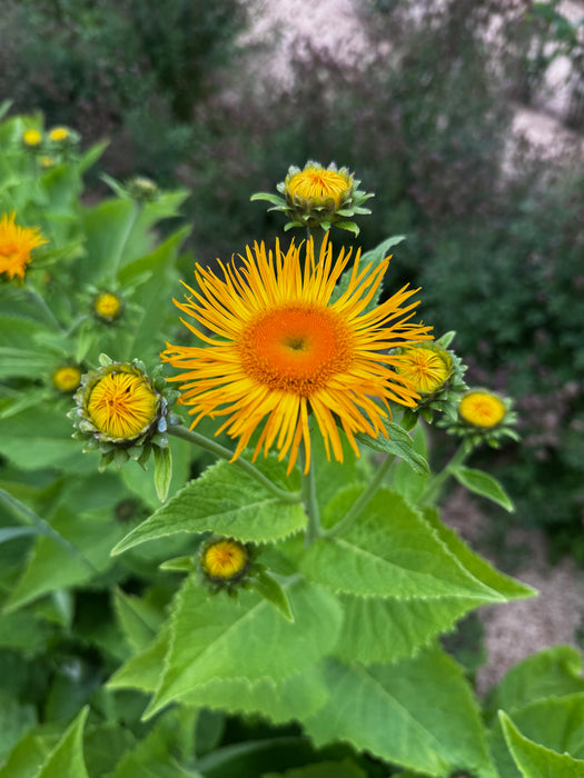 Magnificent Elecampane