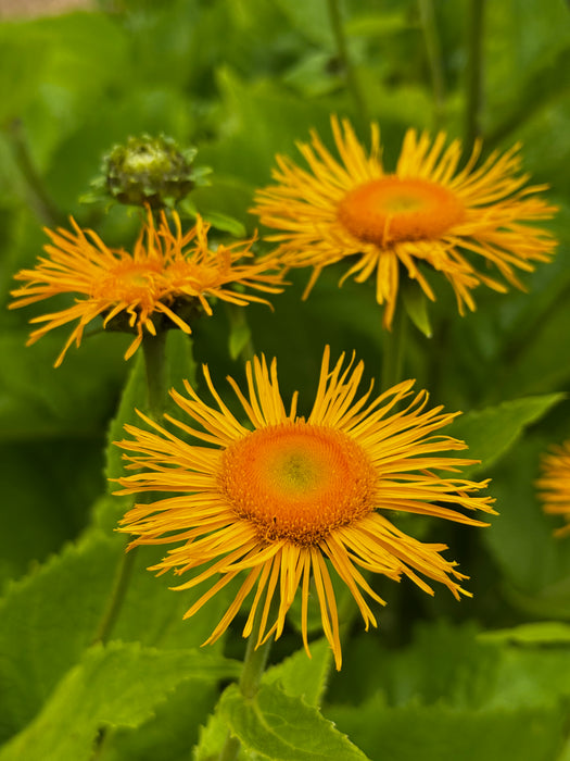 Magnificent Elecampane
