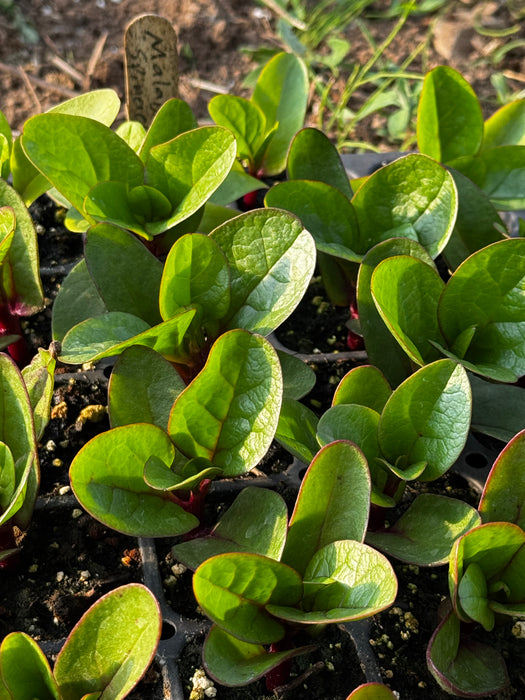 Red Malabar Spinach